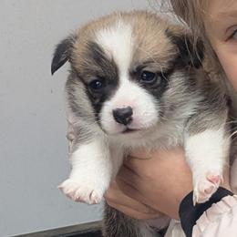 Girl 2 - Red female Pembroke Welsh Corgi puppy in Edinburgh, Indiana from J Bar M Corgis