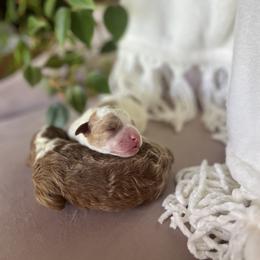 Poodle Puppies from Damaris Lengacher