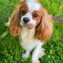 Cavalier King Charles Spaniel puppies from Red Skye Puppies
