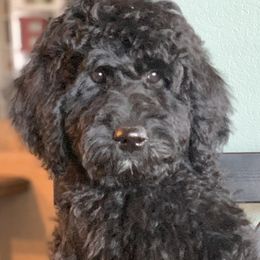 Luna - Goldendoodle puppy in Cleburne, Texas from Sugar Fig Kennel
