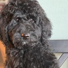 Luna - Goldendoodle puppy in Cleburne, Texas from Sugar Fig Kennel