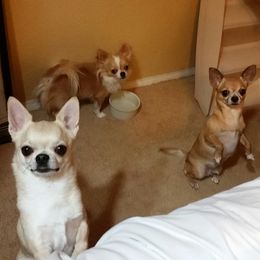 Chihuahuas from V' Encore