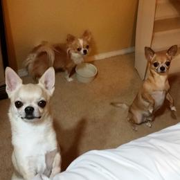 Chihuahuas from V' Encore