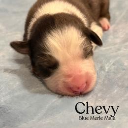 Chevy - Blue merle male Australian Shepherd puppy in Columbia, Kentucky from Caywood Aussies
