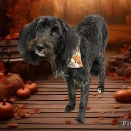 Sofia - Sheepadoodle