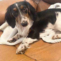 Elvis - Dachshund