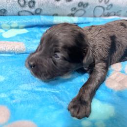 Ash - Merle male Cockapoo puppy in Clarks Summit, Pennsylvania from M&M Cockapoos