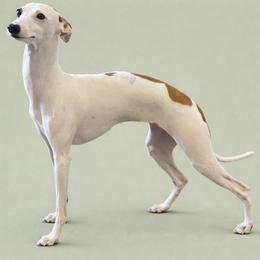 Chili - Italian Greyhound