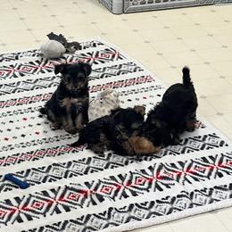 Morkie Puppies from McConnell’s Morkies