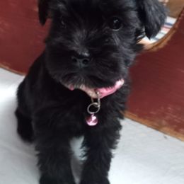 Cockapoos, Miniature Schnauzers, Poodles, and Schnoodles from Happy Dogs