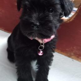 Cockapoos, Miniature Schnauzers, Poodles, and Schnoodles from Happy Dogs