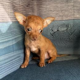 Auggie - Fawn brindled black male Chihuahua puppy in Sherwood, Arkansas from Bartelt Breeders