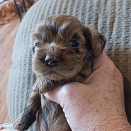 Boy 4 - Cocker Spaniel puppy in Rolla, Missouri from Wethys Cocker Spaniels