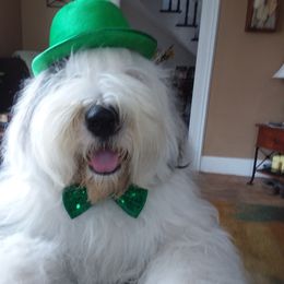 Old English Sheepdog All Grown Up from Lorie Douglas