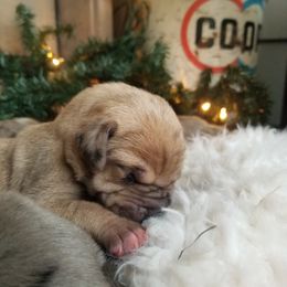Great Dane Puppies from Pepper Mae Danes