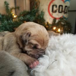 Great Dane Puppies from Pepper Mae Danes