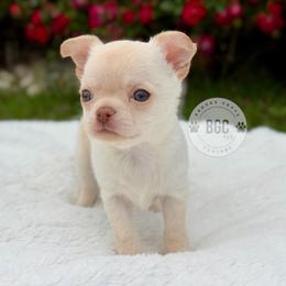 Pyro - Cream male Chihuahua puppy in Forsyth, Georgia from Brooks Grove Canines LLC
