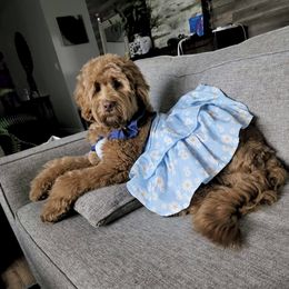 Australian Labradoodle and Labradoodle Puppies from Doodles_Ko