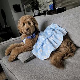 Australian Labradoodle and Labradoodle Puppies from Doodles_Ko