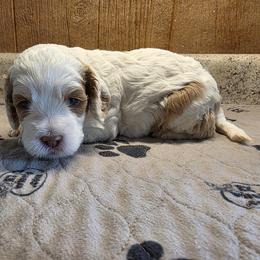 Sarah - Buff and white female Cockapoo puppy in Cabool, Missouri from Onyx Cave Kennel