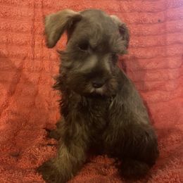 Boy 2 - Miniature Schnauzer puppy in Missouri from Trena's Miniature Schnauzers