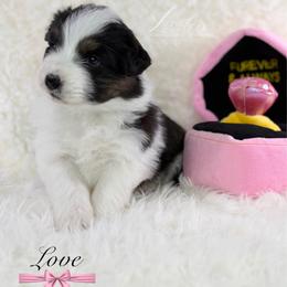 Love - Black tri-color female Australian Shepherd puppy in Jonesborough, Tennessee from Lotus Australian Shepherds