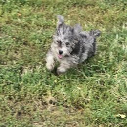 Bentley - Merle male Maltipoo puppy in Lebanon, Kentucky from Mosaic Merle Doodles