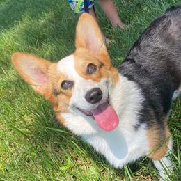 Pembroke Welsh Corgis from Triple C Corgis