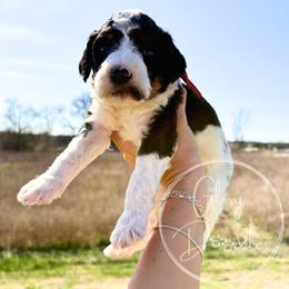 Red - Tri-color male Bernedoodle puppy in Rockwall, Texas from Glory Doodles