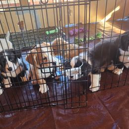 Cardigan Welsh Corgi puppies from Rowe Family