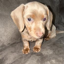 Cutie - Fawn (isabella) and tan female Dachshund puppy in Homestead, Florida from Weenie Land Miami