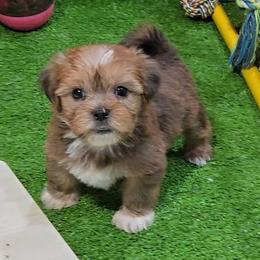 Norm - Liver and white male Shorkie puppy in Aurora, Missouri from KnJ Precious Paws LLC