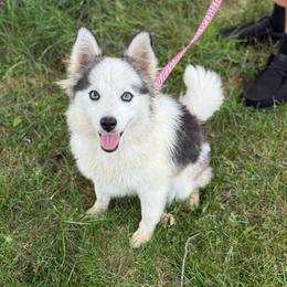 Precious - Black and white female Pomsky puppy in Lewiston, Minnesota from Family Pomsky