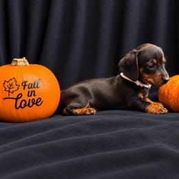 Nani AKC - curly tail - 2800 - Black and tan female Dachshund puppy in Indian Trail, North Carolina from Hilda’s Teenie Weenies