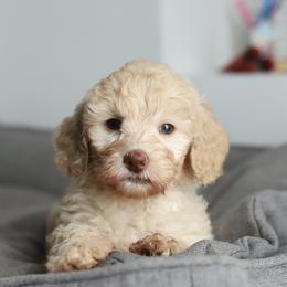 Pink - Caramel cream female Australian Labradoodle puppy in Williamstown, New York from Lewis Manor Labradoodles