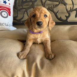 Purple Collar Girl - Dark golden female Golden Retriever puppy in Bristol, Tennessee from The Dogstead