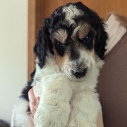 Poodle Puppies from New Hope Standard Poodles