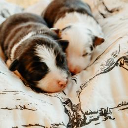 Toy Australian Shepherd puppies from Emmy's Toy Aussies