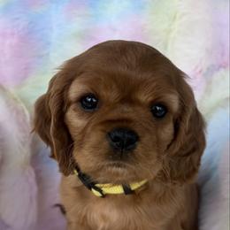 Blossom Grace - Ruby female Cavalier King Charles Spaniel puppy in Ridgeville, South Carolina from Misty Meadow Cavaliers