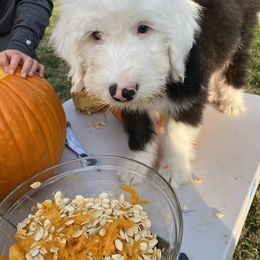 Old English Sheepdog Puppies from Heavinly Blessings Farm Pups - Old English Sheepdog Puppies
