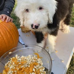 Old English Sheepdog Puppies from Heavinly Blessings Farm Pups - Old English Sheepdog Puppies