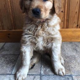 Golden Retriever Puppies from Bella Mia Goldens