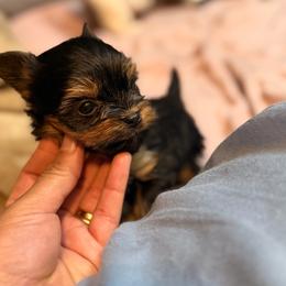Milo - Black and tan male Yorkshire Terrier puppy in Aurora, Colorado from Lovely Yorkies Colorado