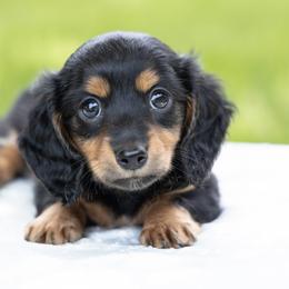 Jerry - Black and tan male Dachshund puppy in Boswell, Indiana from Golden Moose Homestead