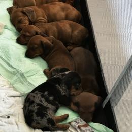 Dachshund Puppies from San’s Dachshunds