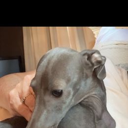 Navy - Italian Greyhound