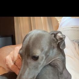 Navy - Italian Greyhound
