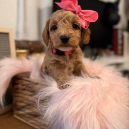Skye pink - Red  female Goldendoodle puppy in Shingle Springs, California from Creamy Retrievers