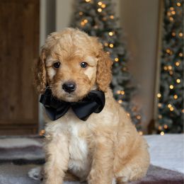 Pine - Apricot male Goldendoodle puppy in Temecula, California from Temecula Creek Doodles