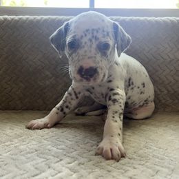 Birch - White and liver brown male Dalmatian puppy in Fort Walton Beach, Alabama from Kasens Dalmatians